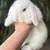Holland Lop Bunny Rabbit 2 thumbnail