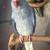 Indian Ringneck clear tails 3 thumbnail