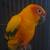 Sun Conure 1 thumbnail