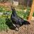 Almost Pullets 3 thumbnail