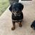 Rottwiler puppies 5 thumbnail