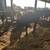 2 feeder steers 2 thumbnail