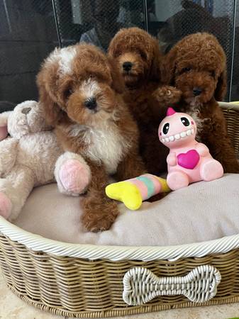 Cavapoo 1
