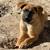Belgian malinois puppy 1 thumbnail