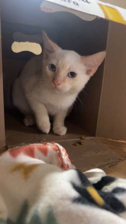 2 bonded Siamese mix kittens and one holland lop for rehoming63896548435970121