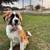 Rehoming Great Pyrenees Mix 4 thumbnail