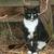 Barn cats 2 thumbnail