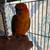 Sun Conure Bird with Cage and Accessories 1 thumbnail