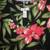 Caribbean Joe Hawaiian Shirt 2 thumbnail