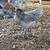 ameraucana/easter egger cockerels 9 thumbnail