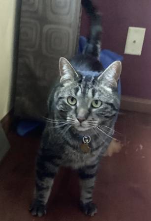 Gato (pelaje corto gris/negro) busca nuevo hogar (Edgerton)63735854634497121