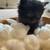 Newborn Persian kitten 15 thumbnail