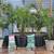 **Special Price! Healthy Pygmy palm, King palm, Staghorn Fern 7 thumbnail