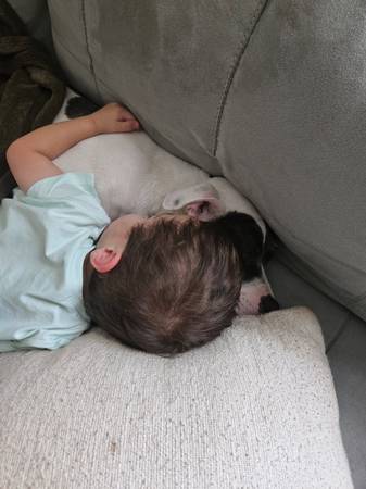 Daisy- pitbull (Conroe)63859314172035122