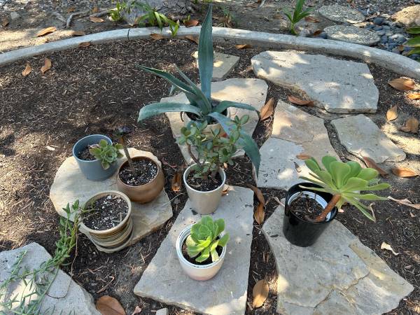Succulents 1