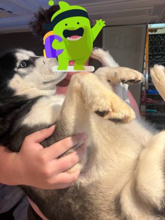 Full blooded husky (Evansville)64147996439811120