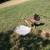 Pullets for sale 8 thumbnail