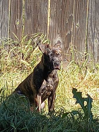 Pitt bull child (Manteca)63291831898755124