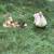 Muscovy Ducks 1 thumbnail