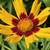 Perennials - Sun and Shade - Available til mid-October 24 thumbnail