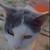 Free cats 1 thumbnail