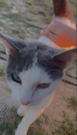 Free cats 1