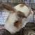 Rabbit pending pickup 3 thumbnail