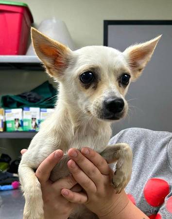 Pet Adoption Event Bellevue PetSmart Oct 26th Mutts & Meows Rescue (Bellevue)64212387913219122