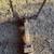 Allis Chalmers Quick T Bar Hitch 2 thumbnail