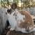 Lop bunnies 5 thumbnail