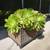 Large Succulents in Wicker Basket Box Planter / Stand two large pots 4 thumbnail