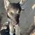 Gerberian Shepsky 2 thumbnail