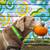 Ocean Beach Pets & Home Care 1 thumbnail