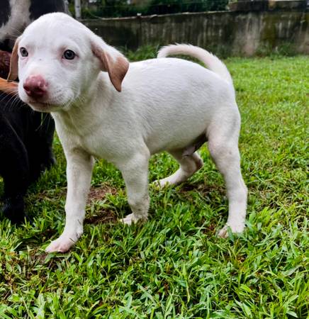 Cachorros Labradores (Bristow)63377407991937124