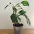 Philodendron White Wizard 2 thumbnail