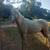 Palomino gelding 2 thumbnail