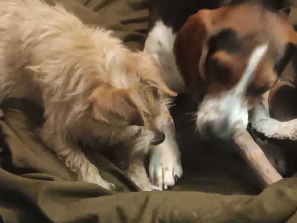 Full blooded beagel needs re homed 1