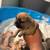 French bulldog puppies 3 thumbnail