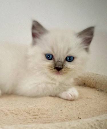 cuddly kitten ((571) 26six-5036)63949077155075120