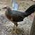 Gallinas Finas/ Gallos 2 thumbnail