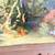 African cichlids 2 thumbnail