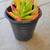 SUCCULENTS: A variety of 1 gallon container 3 pots for $10!!!! 2 thumbnail