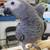 Adorable parrots... 1 thumbnail