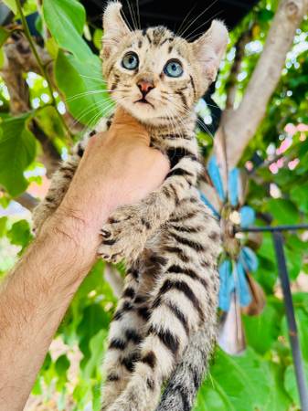 Savannah kittens hybrid (Solana)63870037743873120
