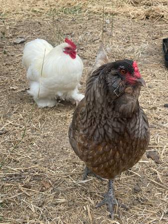 Three Chickens - 2 Hens and 1 Rooster (santa rosa)63909865440643120