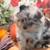 Pomeranian Pumpkins 12 thumbnail