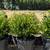 Boxwood 14 thumbnail