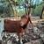 Nanny goat doe Boer Nubian 5 years old 4 thumbnail