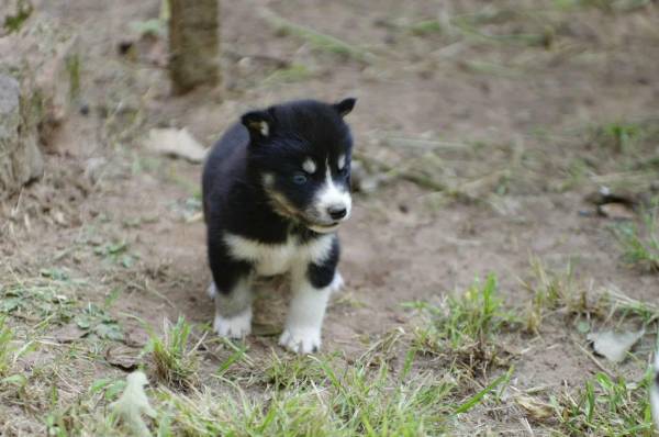 Cachorros Husky (Noble)63670591233793123