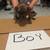 Puppies for Rehome .. Pocket Bully 8 thumbnail